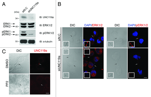Figure 4. Requirement of UNC119a for the phosphorylation and midbody localization of ERK. (A) UNC119a siRNA treatment inhibits the phosphorylation of ERK. HeLa cells were treated with UNC119a siRNA (siUNC119a) or control siRNA (siN.C) and lysed with RIPA buffer. Western blotting was performed with the indicated antibodies. (B) UNC119a siRNA treatment inhibits the midbody localization of ERK. At 72 h after the siRNA treatment, cells were fixed with paraformaldehyde, permeabilized and immunostained with ERK2-Ab (left panels) or phosphor-ERK1/2-Ab (right panels). In control cells (siN.C), both antibodies bound to the intercellular bridge. Neither antibody bound to the elongated intercellular bridges in UNC119a siRNA-treated cells (siUNC119). Black arrows (DIC images) and white arrows (fluorescent images) indicate the midbody. Insets, higher magnification image of midbodies indicated by arrows. Bar, 20 μm. (C) SFK activity is required for the midbody localization of UNC119a. HeLa cells were treated with PP2 (10 μM), fixed with cold methanol and immunostained with UNC-Ab. Arrows indicate the midbody. Bar, 20 μm.
