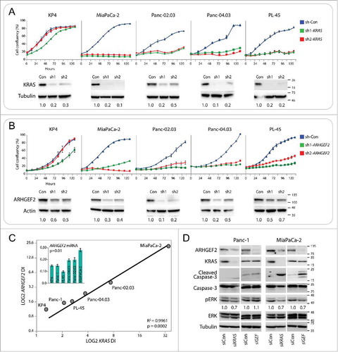 Figure 1. ARHGEF2 expression correlates to KRAS dependency and influences survival. (A, B) Growth curves and western blots of the indicated cell lines expressing shRNA GFP control or one of 2 shRNAs targeting KRAS (A) or one of 2 shRNAs targeting ARHGEF2 (B). Growth rates were monitored over the indicted time course using the Essen Incucyte Zoom. Western analysis of KRAS and ARHGEF2 expression was examined 72 hours post infection. Quantification of KRAS (A) and ARHGEF2 (B) is indicated. (C) Correlation between the LOG2 normalized dependency index (DI) for ARHGEF2 and KRAS in the indicated pancreatic cancer cell lines. Cells were treated with KRAS or ARHGEF2 targeting shRNAs for 5 d and dependency index (DI) was calculated (see methods). Inset: β-actin normalized expression of ARHGEF2 mRNA in the indicated pancreatic cancer cell lines. The p-value indicates significant Pearson correlation between ARHGEF2 mRNA and LOG2 ARHGEF2 DI. (D) Western blot analysis of cleaved caspase-3 and p-ERK activation in Panc-1 and MiaPaCa-2 cell lines following acute knockdown of KRAS or ARHGEF2 with siRNA (siRNA 5 nM final). Lysates were probed with indicted antibodies 72 hours post transfection. Quantification of p-ERK is the average from 4 independent measurements.