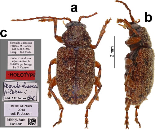 Fig. 7. Dorsal (a) and lateral (b) views of the male holotype of Dematotrichus pilosus (Jolivet, Verma & Mille) and accompanying labels (c).