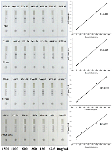 Fig. 10. The test line intensity of lateral flow strips and linear curve of MET quantitative detections compared different sample matrixes with PBS.