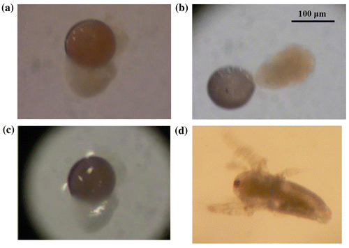 Figure 5. (a). An Artemia cyst exposed to 20 GPa for 30 min and soaked in sea water. It seems that this cyst went part of the way to hatching, (b). The control which was not exposed to high pressure. (c). The Artemia egg shown in (a) 39 h after being soaked in sea water, and (d). a control Nauplius (hatched larva) shown for comparison.