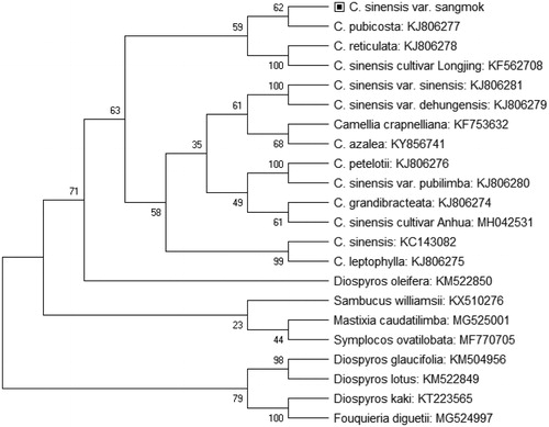 Figure 1. Neighbor-joining tree of C. sinenesis L. cultivar Sangmok and related species using chloroplast genome sequences. Numbers on the nodes are bootstrap values from 1000 replicates.
