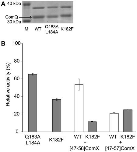 Fig. 4. Effects of Substitution of the Forward Amino Acid Residues of the Pseudo-SARM in ComQ.Note: (A) SDS-PAGE analysis of mutants. (B) Enzymatic activities of mutants. The activities are represented by percent yield of geranylated peptides relative to the wild-type ComQRO-E-2 for ComXRO-E-2. The values are the means of triplicate samples and the error bars represent their standard deviations.