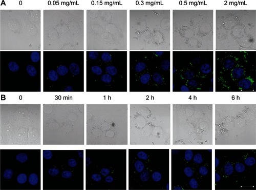 Figure 5 Cellular uptake profile of CHSP NPs as a function of (A) NP concentration (4 hours, 37°C) and (B) incubation time (0.15 mg/mL, 37°C).Notes: HepG2 cells were incubated with FITC-CHSP NPs under the condition indicated above each image, and the samples were prepared for CLSM investigation (scale bar, 20 μm).Abbreviations: CHSP, cholesterol-modified pullulan; CLSM, confocal laser scanning microscopy; FITC, fluorescein isothiocyanate; HepG2, hepatocellular carcinoma; NP, nanoparticle.