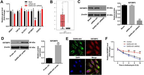 Figure 2 DARS-AS1 interacts with IGF2BP3 in SiHa cells. (A) SiHa cells were transfected with DARS-AS1-siRNA2 for 72 h. RT-qPCR was used to detect the levels of SRSF1, TAF15, ELAVL1, IGF2BP3 and U2AF2 in SiHa cells. **P < 0.01, compared with the siRNA-ctrl group. (B) Relative expression of IGF2BP3 expression in CESC tissues (n = 306), T and in normal tissues (n = 13), N in TCGA dataset. *P < 0.05. (C) SiHa cells were transfected with DARS-AS1-siRNA2 for 72 h. Western blot assay was used to detect the expression of DARS-AS1 in SiHa cells. **P < 0.01, compared with the siRNA-ctrl group. (D) RNA pull-down analysis determined the IGF2BP3−DARS-AS1 interaction. **P < 0.01, compared with the probe ctrl group. (E) The cellular localization of DARS-AS1 and IGF2BP3 in SiHa cells was analyzed using FISH and immunofluorescence assays. FISH analysis of DARS-AS1 (green) and immunofluorescence detection of IGF2BP3 (red) in SiHa cells. (F) SiHa cells were treated with actinomycin D to reduce the mRNA generation. RT-qPCR assay was applied to determine the mRNA stability of IGF2BP3 upon the upregulation and downregulation of DARS-AS1. **P < 0.01, compared with the control group.