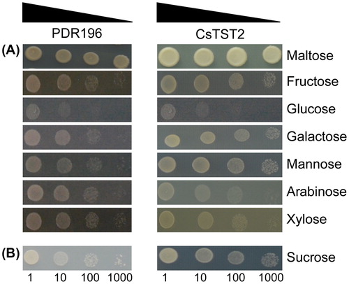 Figure 7. Functional analysis of CsTST2 in the yeast mutant strains EBY.VW4000 (A) and SUSY7/ura3 (B). Yeast cell suspensions were serially diluted (10-, 100- and 1000-fold).