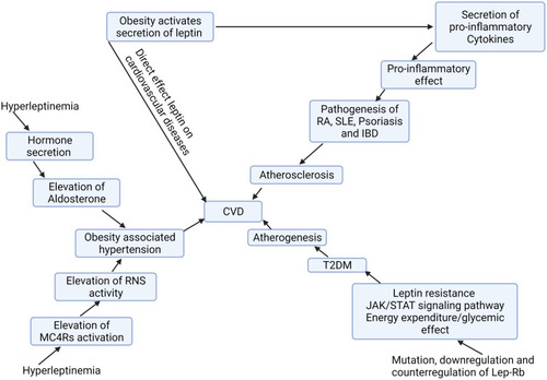 Figure 1 Leptin for progression of atherosclerosis in T2DM. The synthesis of leptin is associated with atherogenic effect because leptin receptors are found on endothelial cells. Thus, its elevation in obese individuals causes endothelial dysfunction. In this regard, obesity and secretion of leptin is a characteristic feature of T2DM. IL-6 secreted from endothelial cells activate Janus kinase/activators of transcription (JAKs) after it binds to the cytoplasmic domain of gp130 within macrophage, followed by the phosphorylation of transmembrane tyrosine receptor motifs, such as Tyr905, Tyr814, Tyr767, Tyr705 and Tyr915. This leads to increase expression of pro-inflammatory genes through STAT3, which aggravates inflammation and atherosclerosis in T2DM.