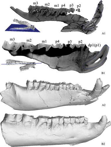 Figure 2. Shadowgraphs of mandibles by micro-CT, blue line marks outline of canine. A Proeggysodon qiui, IVPP V 18099, from the Erden Obo locality; B, Eggysodon lingwuensis sp. nov., IVPP V 25399, from the Qingshuiying locality. Not to scale.