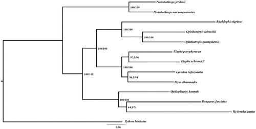 Figure 1. A maximum likehood (ML) phylogenetic tree of 13 snakes. Numbers in parentheses are SH-aLRT support (%)/ultrafast bootstrap support (%). The species selected and corresponding GenBank accession number are shown as follows: Bungarus fasciatus (NC_011393), Elaphe poryphyracea (NC_012770), Elaphe schrenckii (NC_027605), Lycodon rufozonatus (NC_024559), Ophiophagus hannah (NC_011394), Opisthotropis latouchii (NC_046823), Protobothrops jerdonii (NC_021402), Protobothrops mucrosquamatus (NC_021412), Ptyas dhumnades (NC_028049), Python bivittatus (NC_021479), Rhabdophis tigrinus (NC_030210), Opisthotropis guangxiensis (MT_571495).