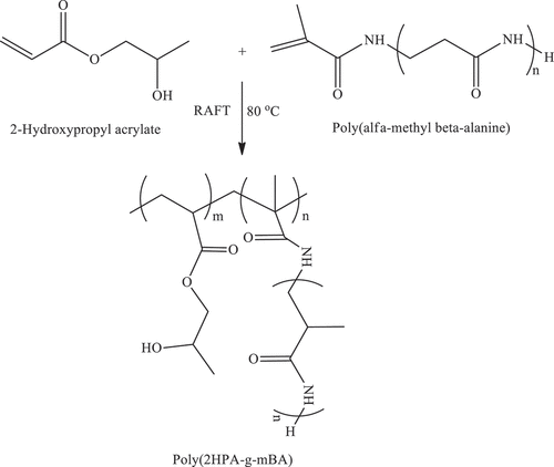 Figure 6. Scheme 6: Reaction pathway in the synthesis of poly(2HPA-g-mBA) graft copolymer.