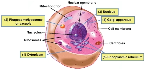 Figure 1 Potential locations of intracellular pathogens. In a typical eukaryotic cell, pathogens may be internalized via endocytic mechanisms before establishing their intracellular life cycle. Pathogens may reside in various locations, including the cytosol, phagosome, lysosome, or vacuole compartments and the nucleus, and some may associate with the Golgi apparatus or endoplasmic reticulum. (1) Cytosol (Francisella tularensis,Citation57 Listeria monocytogenes,Citation58 ShigellaCitation64). (2) Phagosome/lysosome or vacuole (Mycobacterium tuberculosis,Citation43,Citation45 Brucella species,Citation15 Salmonella,Citation52,Citation53 LegionellaCitation56). (3) Nucleus (herpes simplex virus,Citation1,Citation60 HIVCitation59). (4) Golgi apparatus (ChlamydiaCitation61). (5) Endoplasmic reticulum (hepatitis C virus,Citation65 Brucella,Citation63 Toxoplasma gondii,Citation66 Legionella pneumophiliaCitation62,Citation64).Note: Reproduced with permission from the Scripps Institution of Oceanography, UCSD.Abbreviations: HIV, human immunodeficiency virus; UCSD, University of California, San Diego.