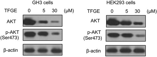 Figure 5. Effect of TFGE on AKT phosphorylation. GH3 and HEK293 cells were treated with TFGE at 5 and 30 μM doses for 72 h. Western blotting was used to determination of AKT, and p-Ser473-AKT expression.