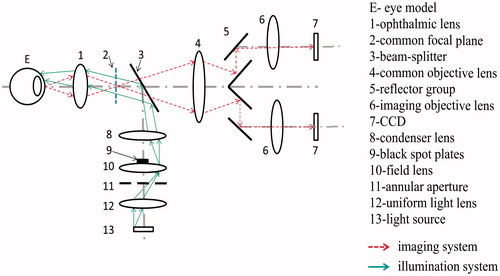 Figure 1. Optical system for binocular fundus camera.