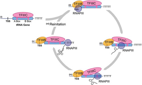Figure 2. tRNAs are transcribed by RNA polymerase III. The internal A- and B-box sequences are recognized by TFIIIC (i). Bound TFIIIC leads to the recruitment of TFIIIB which binds upstream of the tRNA gene and recruits RNAPIII (ii). TFIIIB and RNAPIII melt the promoter, leading to transcription of the tRNA (iii and iv). Termination is signalled by a string of thymine residues on the non-templated strand (v). Transcriptional re-initiation, where RNAPIII is recycled to the transcriptional start site, can enhance transcription of tRNA genes (iv)