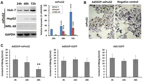 Figure 2 The influence of mPreS2 mediated by Ad5SVP-mPreS2 on HBV infection. (A) Western blot analysis of mPreS2 in HepG2, Huh-7 and WRL-68 cells at 0 h, 24 h, 48 h and 72 h after Ad5SVP-mPreS2 infection. GAPDH in WRL-68 cells was used as a loading control. ***p<0.001, compared with the expression levels in WRL-68 cells at the same time. (B) Representative photos of the combination of mPreS2 and hepatocytes from an HBV transgenic ICR mouse. DAB was utilized as the chromogenic reagent. (200×) (C) HBsAg levels detected by ELISA in hepatocytes from an HBV transgenic ICR mouse at 0 h, 24 h and 48 h after infection with all three recombinant adenoviruses. **p<0.01, compared with 0 h after infection.
