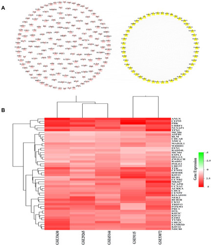 Figure 3 PPI network analysis of the DEGs. (A) The protein–protein network construction of the 233 DEGs. The yellow nodes denote the 50 hub genes, the pink nodes denote the remaining 183 DEGs. Triangles represent upregulated genes, and V-shape represents downregulated genes. (B) The heatmap of the 50 hub genes. Red represents upregulated genes.
