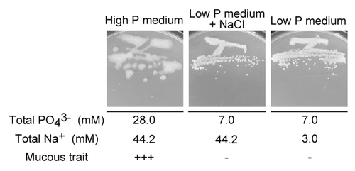 Figure 2.G. diazotrophicus Pal 5 WT grown on high P, low P, and low P medium + NaCl containing the same concentration of Na+ as that of the high P medium. Cells were grown for 1 wk at 30 °C.