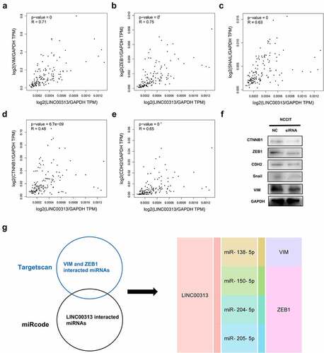 Figure 4. Effects of silencing of LINC00313 on EMT-related proteins were investigated using Western blotting experiments.(A–E) The association between LINC00313 and EMT markers were analyzed with the GEPIA database (F) After silencing of LINC00313, the levels of VIM, ZEB1, SNAIL, CTNNB1, and CDH2 were downregulated significantly. (G) LINC00313-miRNA-gene interaction network. TPM: Transcripts Per Kilobase Million.