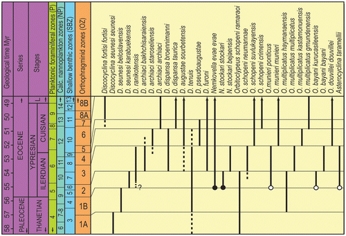 Figure 9. Distribution of orthophragminids in late Paleocene- early Eocene time slice and correlation of orthophragminid zones (OZ) to shallow benthic zones (SBZ) in Tethys (after Less, Citation1998; Less et al., Citation2007; Özcan et al., Citation2001; Serra-Kiel et al., Citation1998). First appearance of ribbed orbitoclypeid and asterocyclinid species across the P/E boundary in western Tethyan platforms are marked by open circles, and nemkovellids by black circles, respectively. The stratigraphic range of D. ranikotensis is provisional in the light of the available data only from Patala Formation in Thal area and Salt Range in Pakistan. The correlation of OZ zones to SBZ zones and the time scale are after Özcan et al. (Citation2010). Planktonic foraminiferal zones (P) are from Berggren et al. (Citation1995). Calcareous nannoplankton zones (NP) are based on Martini (Citation1971), and their correlation to the time scale is from Berggren et al. (Citation1995). L- Lutetian.