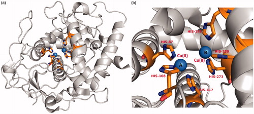 Figure 2. (a) A recent high resolution (1.8 Å) crystal structure of a plant tyrosinase (PDB ID: 5CE9, walnut leaves, Juglans regia)Citation19. (b) The active site of the enzyme contains two copper ions A and B which are coordinated by six histidine residues His87, His108, His117 for CuII (A) and His239, His243, His273 for CuII(B), respectively and represented in stick model.
