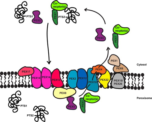 Figure 2.  Overview of peroxisomal matrix protein import. Matrix proteins have either a PTS1 or PTS2 targeting signal that binds to a cytosolic receptor, PEX5 and PEX7 respectively (with or without co-receptors, see Figure 1) which targets the protein to the docking complex (PEX13, PEX14 and also PEX17 in yeast). The receptors translocate with their cargo into the peroxisome lumen, release their cargo and are recycled back into the cytosol. The RING-finger complex (PEX2, PEX10 and PEX12) associates with the docking complex via PEX8 (in yeast) and is required for receptor recycling. PEX10 is linked to the E2 ubiquitin conjugating enzyme, PEX4, which is anchored to the membrane by PEX22. PEX5 release from the membrane requires PEX4-dependent monoubiquitination, which is ATP-dependent. The RING-finger peroxins are the putative E3 ligases for this process. The AAA-proteins PEX1 and PEX6 are also involved in receptor release and are attached to the peroxisomal membrane via PEX15 in yeast and PEX26 in mammals. Little is known about the recycling of PEX7, although two of its co-receptors, PEX18 and PEX20, have been shown to be ubiquitinated. This Figure is reproduced in colour in Molecular Membrane Biology online.