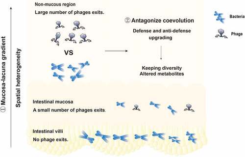 Figure 3. The cause of the persistent coexistence of phages and bacteria in the intestinal tract. ① The distribution of bacteriophages and bacteria is spatially heterogeneous. There are no phages in the intestinal villi, few phages in the intestinal mucosa, and a large number of phages in the intestinal lumen. The phage density in the intestinal tract presents a mucosal-lumenal gradient, providing a place for bacteria to avoid phage attack. ② The specific interaction between phages and bacteria, the competition between defense and anti-defense systems, and the way in which genes are shared to form new mutations or new species promote coevolution.