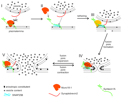 Figure 1. A model describing the role of Munc18–1, SNARE proteins and anisotropic constituents in vesicle fusion. Munc18–1 binds Syntaxin1A in a closed conformation, which prevents the formation of Synaptobrevin2–Syntaxin1A trans interaction (I). Synaptobrevin2, however, can interact with cis complex of Syntaxin1A and SNAP25 to form the ternary SNARE complex (II, III). The ternary SNARE complex enables stable tethering of vesicles to the plasma membrane, either in presence or absence (thus lighter appearance) of Munc18–1 (III). The fusion of vesicle and plasma membranes is facilitated by the effect of Synaptotagmin1 (not shown in the Fig.) on the rearrangement of anisotopic constituents (III, arrows) (Lai et al., 2011). Initially, the fusion pore is narrow and stable (IV), due to the locally high concentration of anisotropic constituents (Jorgačevski et al., 2010). Fusion pore expansion and contraction (IV, V) are affected by the presence of Munc18–1 (Jorgačevski et al., 2011), possibly also by modulating the dissipation of anisotropic constituents (V).