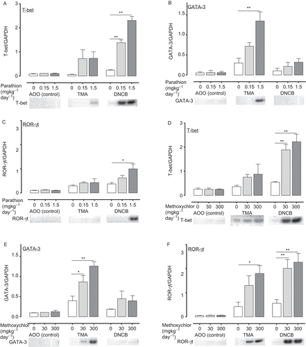 Figure 6.  Expression of genes (T-bet (A: parathion; D: methoxychlor), GATA-3 (B: parathion; E: methoxychlor), ROR-γt (C: parathion; F: methoxychlor)) in auricular lymph nodes of mice treated with test solution. Gene expression values are represented the increase in expression compared to the value for the expression of GAPDH, and are expressed as mean ± SD (n = 6 per group). Statistical significance indicated by asterisks: *p < 0.05, **p < 0.01 compared with the vehicle control group (Dunnett’s multiple comparison test). PCR bands in photographs of the gels were visualized with a fluoroimager (Ettan DIGE) with 32, 35, and 35 amplification cycles for T-bet, ROR-γt and GATA-3, respectively. AOO, acetone + olive oil; DNCB, 2,4-dinitrochlorobenzene; GAPDH, glyceraldehyde-3-phosphate dehydrogenase; GATA 3, GATA binding protein 3; PCR, polymerase chain reaction; ROR-γt, retinoic acid-related orphan receptor-γt; T-bet, T-box expressed in T-cells; TMA, trimellitic anhydride.