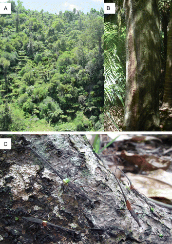 Figure 1 Matuku Reserve, west of Auckland, hosts an unusually high abundance of Lasiorhynchus barbicornis, making it an ideal site for behavioural observation. A, A karaka tree (Corynocarpus laevigatus) infested with L. barbicornis. B, Matuku Reserve is dominated by coastal broadleaf forest, with kauri (Agathis australis (D.Don) Lindl. ex Loudon) and tanekaha (Phyllocladus trichomanoides D. Don) ridges. C, Giraffe weevils marked with coloured paints to identify individuals during observations.