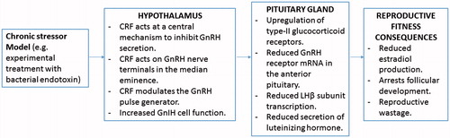 Figure 2. Diagram summarising the main neuroendocrine changes occurring in the animal (sheep model) due to direct exposure to chronic stressor, and the culminating effects on reproductive fitness of the animal (this summary diagram is based on the published literature).