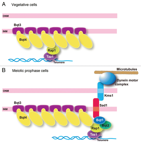 Figure 1 A group of bouquet proteins. (A) Bqt3 and Bqt4 form an attachment surface for telomeres on the nuclear envelope in vegetative cells. (B) Bqt1 and Bqt2 link telomeres to the SUN-KASH protein complex in meiotic prophase.