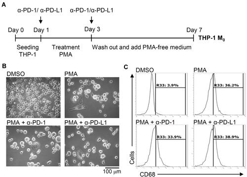 Figure 4 Pharmacologically inhibiting PD-L1 (CD274) and PD-1 (CD279) does not affect phorbol 12-myristate 13-acetate (PMA)-induced macrophage differentiation. (A) In the absence and presence of neutralizing antibodies (5 μg/mL) against CD274 (α-PD-L1) and CD279 (α-PD-1), THP-1 cells were treated with PMA according to the experimental design. (B) Cell morphology showed cell growth. (C) Immunostaining followed by flow cytometric histogram analysis showed the expression of CD68. For all images and flow cytometric analysis, representative data were selectively obtained from three individual experiments, and the percentage of positive cells is shown.