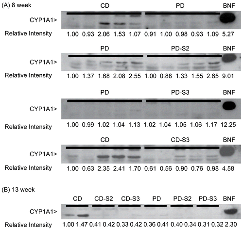 Figure 5.  Immunoblot of CYP1A1 in liver microsomes of mice fed a control (CD) or pyridoxine-deficient (PD) diet for 8 and 13 weeks. Panel A: Each lane represents microsomal samples prepared from an individual mouse. Five animals/group of control mice (CD), control mice with 3 days pyridoxine supplementation (CD-S3), pyridoxine-deficient mice (PD), and pyridoxine-deficient mice with 2 or 3 days’ supplementation (PD-S2 or PD-S3) after 8 weeks on the respective diets. Panel B: Each lane represents a microsomal sample pooled from the livers of three control mice (CD), controls with 2 or 3 days supplementation (CD-S2, CD-S3), pyridoxine-deficient mice (PD), and pyridoxine-deficient animals with 2 or 3 days’ supplementation (PD-S2 or PD-S3) for 13 weeks on the respective diets. Each lane was loaded with 30 μg of protein. Liver microsomes from β-napthoflavone (BNF, 2.5 μg per lane) treated mice were used as positive control. The level of CYP1A1 expression was measured as protein band intensity using a densitometer. The relative intensities of the first lane are arbitrarily assigned a value of 1.0 and intensities of the protein band in other lanes are expressed relative to that of the first lanes.