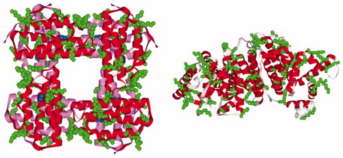 Figure 1. The three-dimensional structure of the P. gouldii Hr (PDB ID: 1I4Y) and HSA (PDB ID: 1GNJ); lysine residues are colored in green; the two layers of four subunits of Hr octamer are colored in red and pink, respectively; di-iron centers are represented as blue spheres.