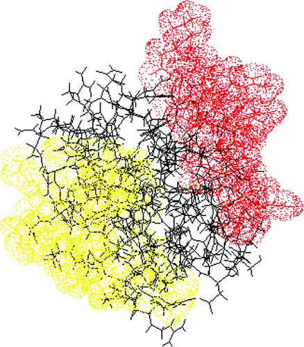 FIG. 1 Epitope mapping by peptide scanning. State of the art protein engineering was performed on Bacillus subtilis serine protease. The targeted amino acids were selected on the basis of their accessibility (i.e., being surface exposed) and their unlikelihood to affect enzyme stability. Each amino acid position was replaced by any of the 19 remaining amino acids. This protease library was screened at two levels before further evaluation in rats. First, a functional assay allowed for identification of enzyme variants that were structurally and functionally comparable with the parent protein. Second, the impact of the mutations on the antigenicity (i.e., antibody-binding capacity) of the protein variants was assessed by ELISA. Rats were immunised subcutaneously on a weekly base for 15 weeks, and protease-specific serum IgG and IgE levels were detected by ELISA. Amino acid positions for which mutagenesis resulted in modification of the antigenic and immunogenic properties were localised on the X-ray crystallographic structure of the protease. Thus, two potential antigenic determinants were revealed.