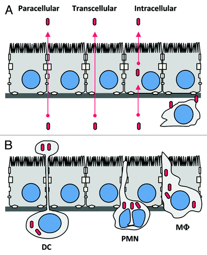 Figure 3. Potential mechanisms by which Lm could cross the blood-brain barrier. (A) Extracellular Lm, either free in the blood and/or associated to circulating cells, may recognize receptors at the surface of the barriers (as InlA, InlB or Vip) and cross them. (B) Trojan horse mechanism: Circulating leucocytes infected by Lm, such as monocytes, dendritic cells or polymorphonuclear cells, may cross the BBB hence targeting the bacteria in the CNS. DC, dendritic cell; PMN, polymorphonuclear leukocyte; M?, monocyte/macrophage.