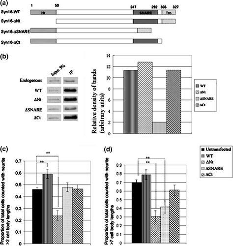 Figure 5.  Syn 16 mutants inhibit neurite outgrowth of neuroblastoma cells and primary neurons. (a) Schematic diagrams of Syn 16 mutant constructs. Syn 16-ΔNt has the first 50 amino acids of the N-terminal, Vps45-interacting domain deleted. Syn 16-ΔSNARE has the SNARE domain deleted. Syn 16-ΔCt has the transmembrane domain (Tm) deleted. Amino acid numberings at the boundaries of the different domains are shown above. (b) Syn 16 antibodies were used to co-immunoprecipitate Syn 16 and its cognate SNARE partner syntaxin 6 in HEK293 cells over-expressing the Syn 16 constructs. Eluates were resolved on a 10% SDS PAGE gel, Western blotted, and probed with antibodies against syntaxin 6 (left panel). The band intensities were quantified by densitometry, normalized against the band intensity of the input lanes, and presented graphically (right panel) as the relative density of bands compared to that from endogenous Syn 16. (c) Graph showing the effect of Syn 16 construct expressions on neurite outgrowth in Neuro2a cells. Neurite outgrowth is expressed as mean±SD of the proportion of cells with their longest neurite being longer than 2 cell body lengths, over total number of cells counted. Untransfected, n=185; Wild type, n=164; ΔNt, n=143; ΔSNARE, n=165; ΔCt, n=183; ** indicates p<0.001. (d) Graph showing the effect of Syn 16 construct expressions on neurite outgrowth in mouse primary cortical neurons. Neurite outgrowth is expressed as mean±SD of the proportion of cells with their longest neurite being longer than 7 cell body lengths, over total number of cells counted. Untransfected, n=57; WT, n=61 ΔNt, n=52; ΔSNARE, n=41; ΔCt, n=59; **indicates p<0.001.