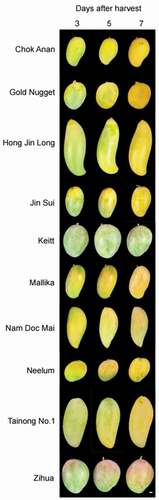 Figure 2. Fruit phenotypes of ten Mango varieties at 3, 5, and 7 days after harvest. Scale bar = 10 mm