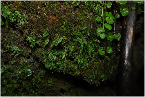 Figure 1. Photograph of Asplenium pseudocapillipes taken by Sang Hee Park at the collection site. This plant is epilithic. Its fronds are cespitose, herbaceous, and subglabrous. Furthermore, gemma is not present on the fronds.