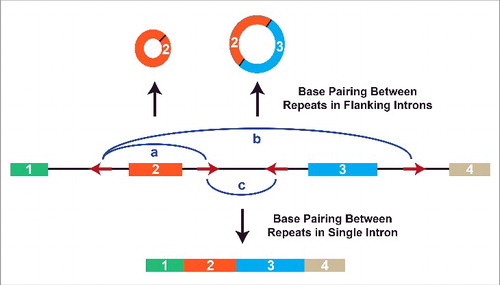 Figure 3. Alternative circularization is driven by competition for base pairing between intronic repeats. Multiple complementary repeat elements (red arrows) are often present in a pre-mRNA. Depending on which repeats base pair to one another (denoted by blue arcs), different pre-mRNA splicing patterns are triggered.Citation40 (a) If the repeats flanking exon 2 base pair to one another, backsplicing is induced to generate a circular RNA comprised of exon 2. (b) A larger circular RNA can be generated if the repeats flanking exons 2 and 3 base pair. This allows backsplicing from the end of exon 3 to the beginning of exon 2. Canonical splicing removes the intron between exons 2 and 3 to yield the mature circular RNA. (c) Alternatively, base pairing between repeats in a single intron leads to canonical splicing and the generation of a linear mRNA.