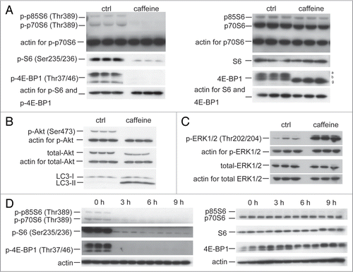 Figure 3 Caffeine inhibits the Akt/mTOR/p70S6 signaling pathway and activates ERK1/2 signaling. (A and B) SH-SY5Y cells treated with or without 10 mM caffeine for 24 hours were analyzed for mTOR activity by immunoblotting for levels of phosphor- and total p70 ribosomal S6 protein, S6, 4E-BP1 (A), Akt (B) and actin. (C) Sh-SY5Y cells treated with or without 10 mM caffeine for 0, 3, 6 or 9 hours were analyzed by immunoblotting for levels of phosphor- and total ERK1/2 and actin. (D) SH-SY5Y cells treated with 10 mM caffeine for various time periods were analyzed by immunoblotting for levels of phosphor- and total p70 ribosomal S6 protein, S6, 4E-BP1 and actin.