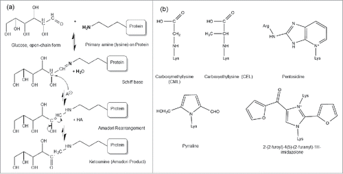 Figure 1. (a) Protein glycation Maillard reactions. The Maillard reaction is initiated by a deprotonated amine on the anomeric carbon of an open-chain reducing sugar to reversibly form a Schiff base species, followed by acid catalysis to rearrange into a stable Amadori product (aldosamine → ketosamine). Figure reproduced with permission from Ref.Citation5 (b) The structure of some common AGEs including CML, CEL, pentosidine, pyrraline and imidazolone.