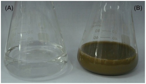 Figure 1 Aqueous solution of 10−3 M AgNO3 with pu-erh tea leaves extract (A) before adding the tea extract and (B) after addition of tea extract at 5 minutes.