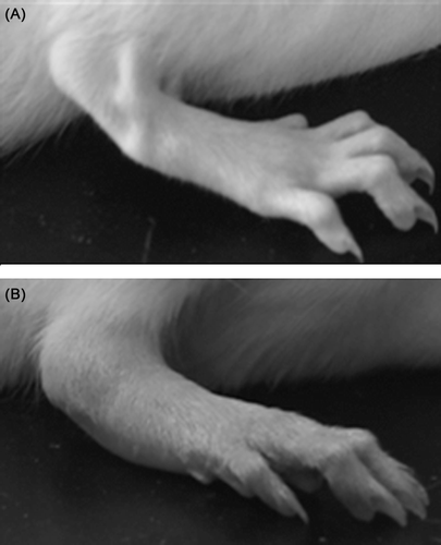 Figure 2.  Clinical manifestation of CIA: (A) control group, (B) model group.