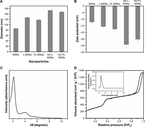 Figure 3 (A) Particle size distribution determined by DLS of different nanoparticles. (B) Zeta potential of different nanoparticles. (C) Small-angle X-ray powder diffraction pattern of MSNs. (D) Nitrogen adsorption–desorption isotherms and pore diameter distribution of MSNs (mean ± SD, n=5).Abbreviations: DLS, dynamic light scattering; HA, hyaluronic acid-functionalized; L-MSNs, MSNs coated general lipid-bilayer; MSN, mesoporous silica nanoparticle; PL, pH stimuli-responsive lipid membrane; SD, standard deviation; STP, standard temperature and pressure.