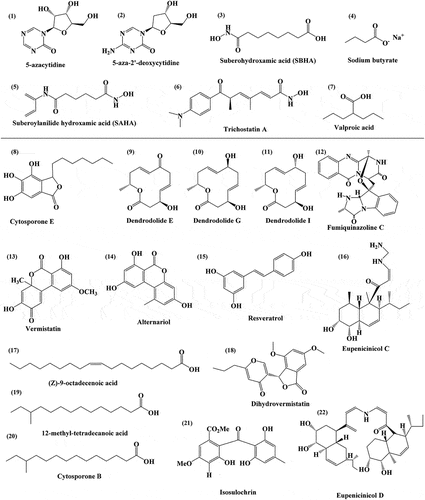Figure 2. Chemical structure of epigenetic modifiers, such as 5-azacytidine (1), 5-aza-2’-deoxycytidine (2), suberohydroxamic acid (SBHA) (3), Sodium butyrate (4), Suberoylanilide hydroxamic acid (SAHA) (5), Trichostatin A (6), and Valproic acid (7) that are being used for the enhancement of secondary metabolite production. The chemical structure of metabolites obtained through epigenetic modifications, such as Cytosporone E (8), Dendrodolide E (9), Dendrodolide G (10), Dendrodolide I (11), Fumiquinazoline C (12), Vermistatin (13), Alternariol (14), Resveratrol (15), Eupenicinicol C (16), (Z)-9-octadecenoic acid (17), Dihydrovermistatin (18), 12-methyl-tetradecanoic acid (19), Cytosporone B (20), Isosulochrin (21), and Eupenicinicol D (22).