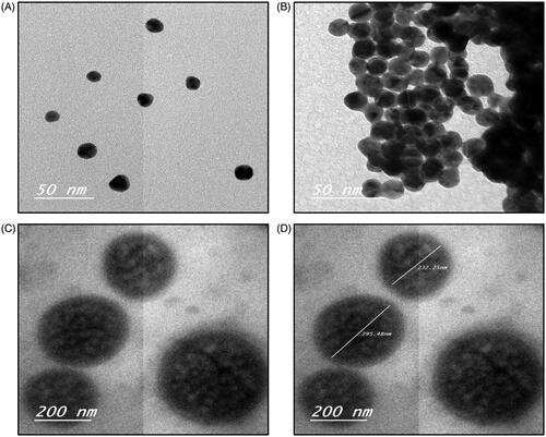 Figure 1. Physicochemical characteristics of the electron microscopic images of blank GNPs and TGNPs (A and B, respectively) (50×); C and D microscopic images of LGNPs and LTGNPs under the electron microscope, respectively (c and d) (200×).