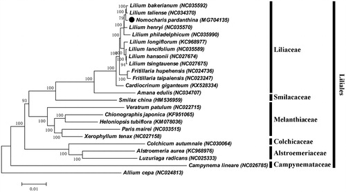 Figure 1. ML phylogenetic tree of N. pardanthina with 22 species in the Liliales order was constructed by chloroplast genome sequences. Numbers on the nodes are bootstrap values from 1000 replicates. Allium cepa was selected as an outgroup.