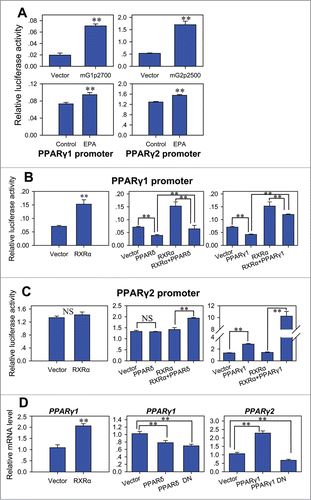 Figure 4. Regulation of PPARγ promoter activity by nuclear receptors. (A) EPA enhanced the promoter activity of PPARγ1 and PPARγ2 in C2C12 cells. C2C12 cells were transfected with pGL2-basic, mG1p2700, pGL3-basic or mG2p2500 to detect basal activity of PPARγ1 and PPARγ2 promoters (up). The cells transfected with mG1p2700 or mG2p2500 plasmid were cultured in control medium supplemented with BSA or treatment medium supplemented with 400 μM EPA (down). The luciferase reporter activity was measured 48 h after transfection. All values are represented as mean ± SD from 3 independent experiments. The significance is presented as **P < 0.01. (B) Effect of PPARδ, PPARγ1 and RXRα on the promoter activity of PPARγ1. PPARγ1 promoter reporter mG1p2700 was co-transfected into indicated C2C12 cells with pCMV-PPARδ, pCMV-PPARγ1 and/or pCMV-RXRα. The luciferase reporter activity was measured 48 h after transfection. All values are represented as mean ± SD from 3 independent experiments. The significance is presented as **P < 0.01. (C) Effect of PPARδ, PPARγ1 and RXRα on the promoter activity of PPARγ2. PPARγ2 promoter reporter mG2p2500 was co-transfected into indicated C2C12 cells with pCMV-PPARδ, pCMV-PPARγ1 and/or pCMV-RXRα. The luciferase reporter activity was measured 48 h after transfection. All values are represented as mean ± SD from 3 independent experiments. The significance is presented as **P < 0.01. (D) Real-time PCR analysis of the expression change of PPARγ1 or PPARγ2 in the C2C12 cells transfected with pCMV-RXRα (left), pCMV-PPARδ or pCMV-PPARδ DN (middle), and pCMV-PPARγ1 or pCMV-PPARγ1 DN (right). Measurements were performed 48 h after transfection. All values are represented as mean ± SD from 3 independent experiments. The significance is presented as **P < 0.01.