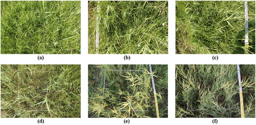 Figure 5. Vegetation communities of the S1 (a, b and c) and S2 (d, e, and f) sites.